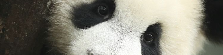 paniida